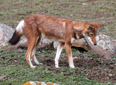 CANID - ETHIOPIAN WOLF - BALE MOUNTAINS NATIONAL PARK ETHIOPIA (224).JPG
