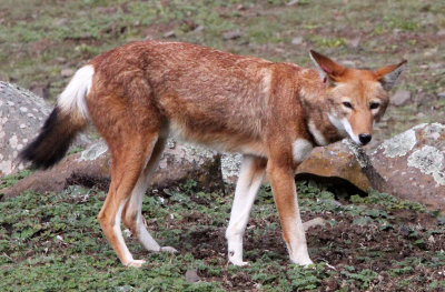 CANID - ETHIOPIAN WOLF - BALE MOUNTAINS NATIONAL PARK ETHIOPIA (228).JPG