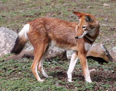 CANID - ETHIOPIAN WOLF - BALE MOUNTAINS NATIONAL PARK ETHIOPIA (234).JPG