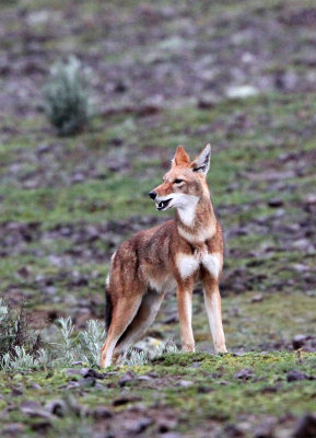 CANID - ETHIOPIAN WOLF - BALE MOUNTAINS NATIONAL PARK ETHIOPIA (274).JPG