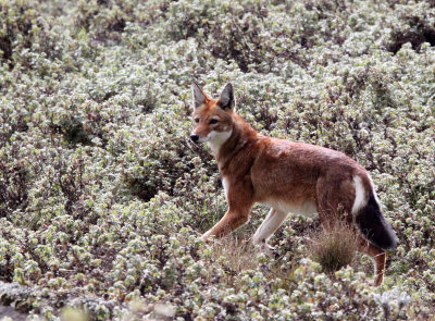 CANID - ETHIOPIAN WOLF - BALE MOUNTAINS NATIONAL PARK ETHIOPIA (282).JPG