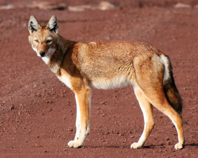 CANID - ETHIOPIAN WOLF - BALE MOUNTAINS NATIONAL PARK ETHIOPIA (371).JPG