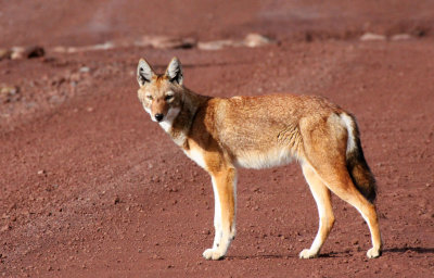 CANID - ETHIOPIAN WOLF - BALE MOUNTAINS NATIONAL PARK ETHIOPIA (372).JPG