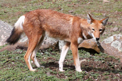 CANID - ETHIOPIAN WOLF - BALE MOUNTAINS NATIONAL PARK ETHIOPIA (468).JPG