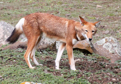 CANID - ETHIOPIAN WOLF - BALE MOUNTAINS NATIONAL PARK ETHIOPIA (473).JPG