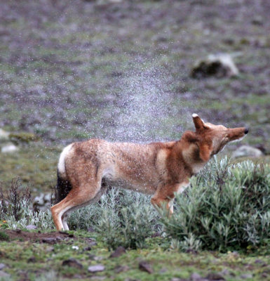 CANID - ETHIOPIAN WOLF - BALE MOUNTAINS NATIONAL PARK ETHIOPIA (514).JPG