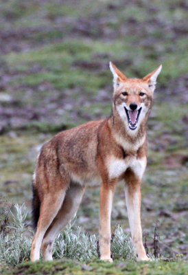 CANID - ETHIOPIAN WOLF - BALE MOUNTAINS NATIONAL PARK ETHIOPIA (550).JPG