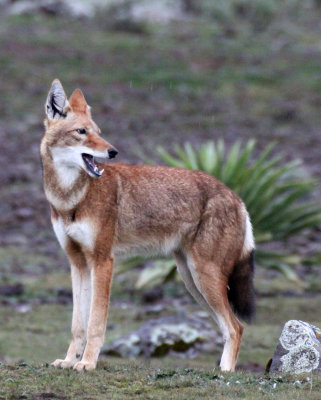 CANID - ETHIOPIAN WOLF - BALE MOUNTAINS NATIONAL PARK ETHIOPIA (614).JPG