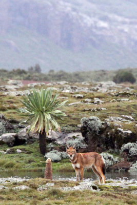 CANID - ETHIOPIAN WOLF - BALE MOUNTAINS NATIONAL PARK ETHIOPIA (74).JPG