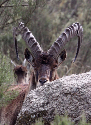 BOVID - IBEX - WALIA IBEX - SIMIEN MOUNTAINS NATIONAL PARK ETHIOPIA (107).JPG