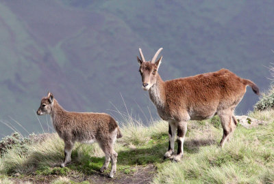 BOVID - IBEX - WALIA IBEX - SIMIEN MOUNTAINS NATIONAL PARK ETHIOPIA (127).JPG