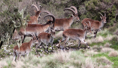 BOVID - IBEX - WALIA IBEX - SIMIEN MOUNTAINS NATIONAL PARK ETHIOPIA (164).JPG