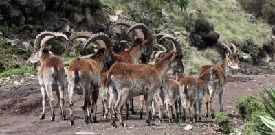 BOVID - IBEX - WALIA IBEX - SIMIEN MOUNTAINS NATIONAL PARK ETHIOPIA (63).JPG