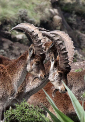 BOVID - IBEX - WALIA IBEX - SIMIEN MOUNTAINS NATIONAL PARK ETHIOPIA (84).jpg