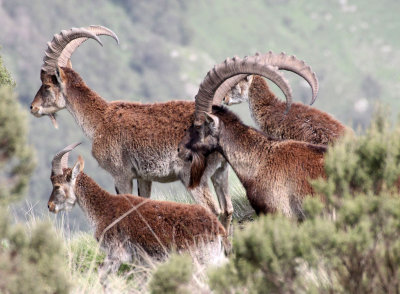 BOVID - IBEX - WALIA IBEX - SIMIEN MOUNTAINS NATIONAL PARK ETHIOPIA (88).JPG