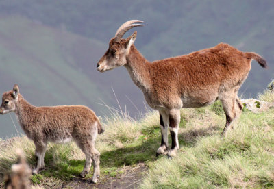 BOVID - IBEX - WALIA IBEX - SIMIEN MOUNTAINS NATIONAL PARK ETHIOPIA (95).JPG