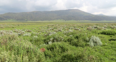 BALE MOUNTAINS NATIONAL PARK - GAYSAY GRASSLANDS -  ETHIOPIA (12).JPG