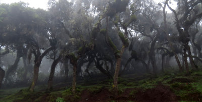 BALE MOUNTAINS NATIONAL PARK - HARENNA FOREST - ETHIOPIA (77).JPG