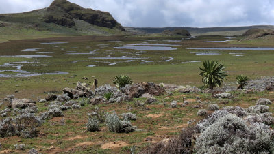 BALE MOUNTAINS NATIONAL PARK - SANETTI PLATEAU -  ETHIOPIA (84).JPG