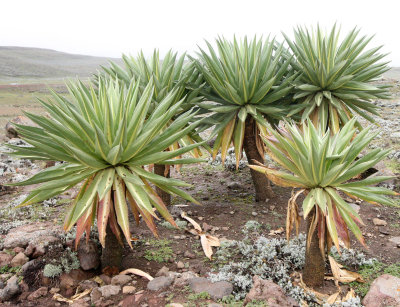 BALE MOUNTAINS NATIONAL PARK ETHIOPIA - SANETTI PLATEAU (38).JPG