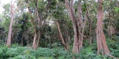 LANGANO LAKE ETHIOPIA - BISHANGARI LODGE AND SURROUNDING FOREST (19).JPG