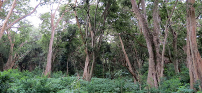 LANGANO LAKE ETHIOPIA - BISHANGARI LODGE AND SURROUNDING FOREST (20).JPG
