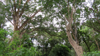 LANGANO LAKE ETHIOPIA - BISHANGARI LODGE AND SURROUNDING FOREST (22).JPG