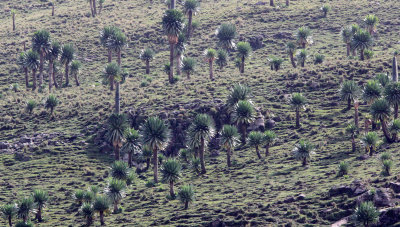 SIMIEN MOUNTAINS NATIONAL PARK ETHIOPIA (113).JPG