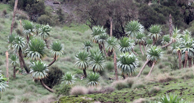 SIMIEN MOUNTAINS NATIONAL PARK ETHIOPIA (118).JPG