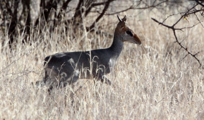 BOVID - DIKDIK - GUENTHER'S DIKDIK - SAMBURU NATIONAL PARK KENYA (1).JPG