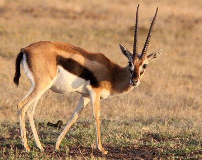 BOVID - GAZELLE - THOMSON'S GAZELLE - MASAI MARA NATIONAL PARK KENYA (17).JPG