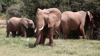 ELEPHANT -  SAMBURU NATIONAL RESERVE KENYA (10).JPG