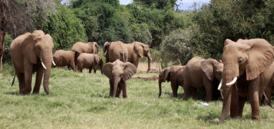 ELEPHANT -  SAMBURU NATIONAL RESERVE KENYA (8).JPG