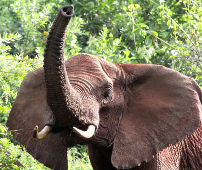 ELEPHANT - ABERDERES NATIONAL PARK KENYA (11).JPG