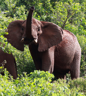 ELEPHANT - ABERDERES NATIONAL PARK KENYA (4).JPG