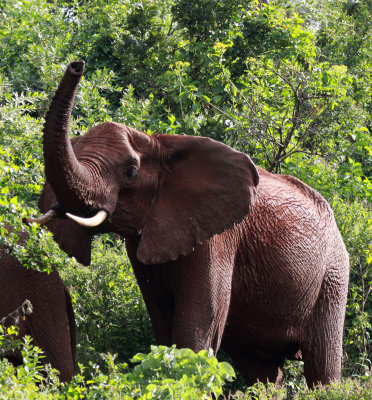 ELEPHANT - ABERDERES NATIONAL PARK KENYA (5).JPG