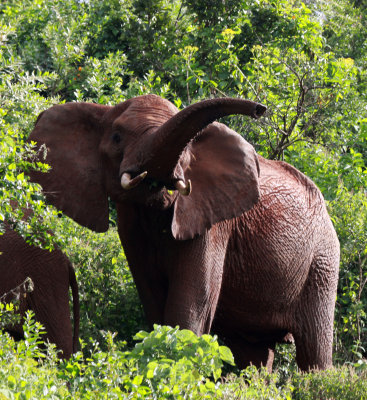 ELEPHANT - ABERDERES NATIONAL PARK KENYA (6).JPG