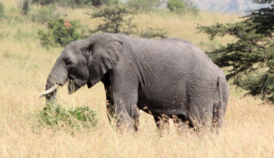 ELEPHANT - MASAI MARA NATIONAL PARK KENYA (20).JPG