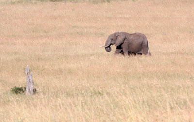ELEPHANT - MASAI MARA NATIONAL PARK KENYA (30).JPG