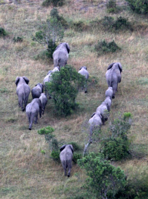 ELEPHANT - MASAI MARA NATIONAL PARK KENYA (33).JPG