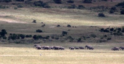 ELEPHANT - MASAI MARA NATIONAL PARK KENYA (45).JPG