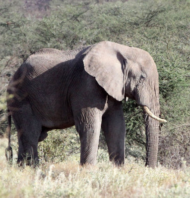 ELEPHANT - SAMBURU NATIONAL PARK KENYA (1).JPG
