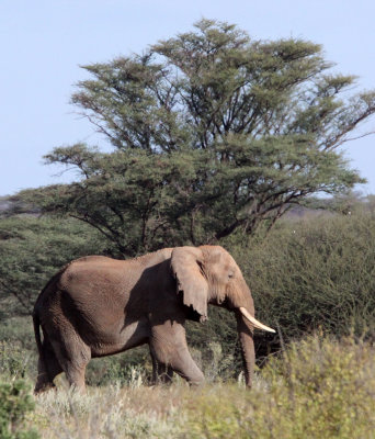 ELEPHANT - SAMBURU NATIONAL PARK KENYA (4).JPG