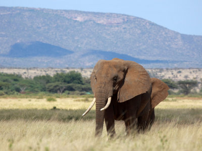 ELEPHANT - SAMBURU NATIONAL RESERVE KENYA (11).JPG