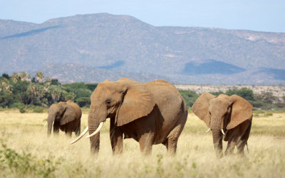 ELEPHANT - SAMBURU NATIONAL RESERVE KENYA (13).JPG