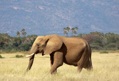ELEPHANT - SAMBURU NATIONAL RESERVE KENYA (15).JPG