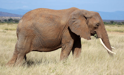 ELEPHANT - SAMBURU NATIONAL RESERVE KENYA (16).JPG