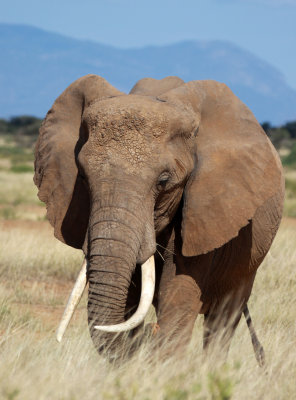 ELEPHANT - SAMBURU NATIONAL RESERVE KENYA (19).JPG