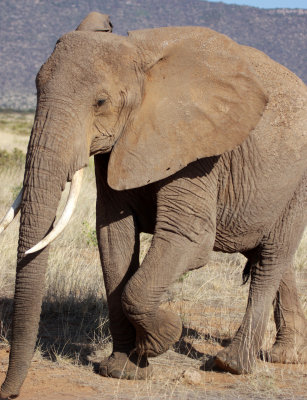 ELEPHANT - SAMBURU NATIONAL RESERVE KENYA (2).JPG