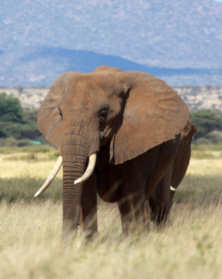 ELEPHANT - SAMBURU NATIONAL RESERVE KENYA (9).JPG